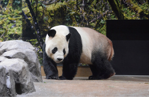 パンダの写真1