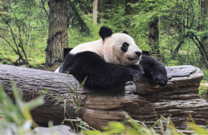 パンダの写真2