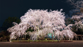 サムネイルの画像