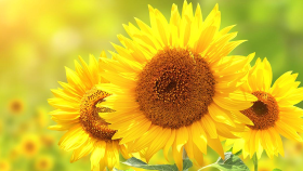 サムネイルの画像