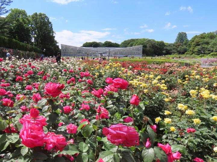 神代植物公園のバラ園