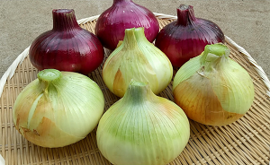 タマネギの画像1