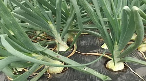 タマネギの画像2