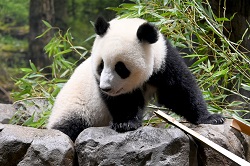 パンダの画像3