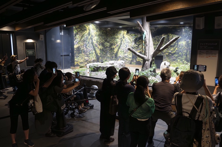 Fans watching the pandas for the last time