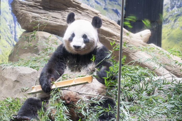 Shin Shin holding bamboo sticks
