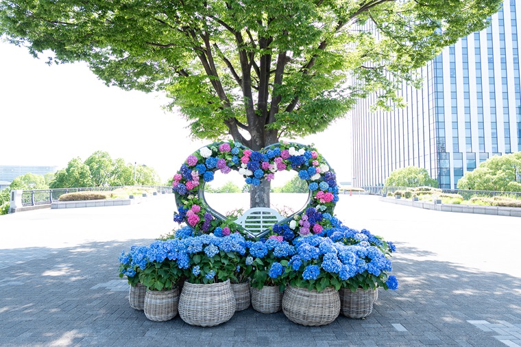 アジサイのフォトスポットの写真