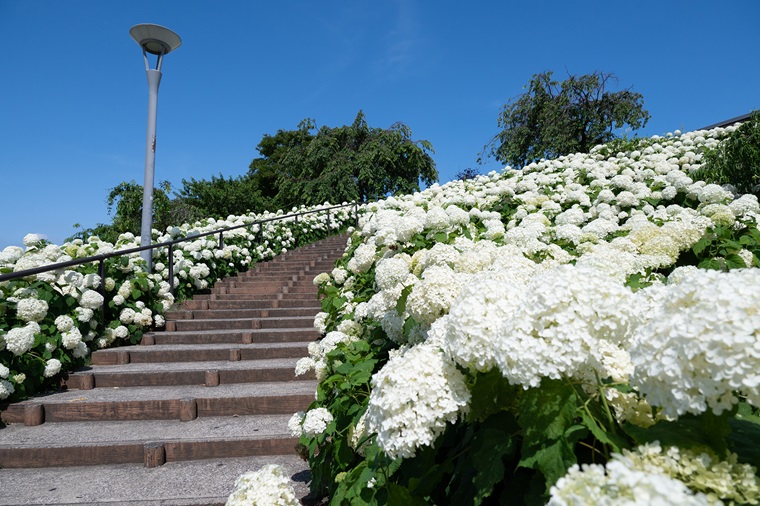 アナベルと階段の写真
